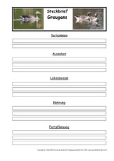 Steckbriefvorlage-Graugans.pdf